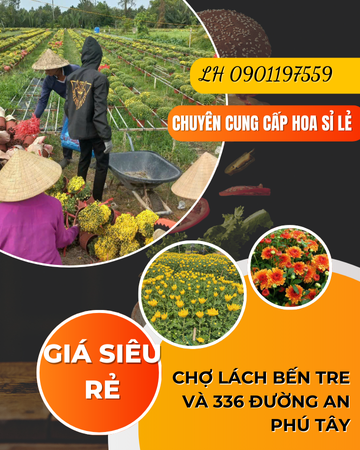 https://infonhadat.com.vn/chuyen-cung-cap-hoa-si-le-toan-quoc-gia-sieu-re-hoa-bao-dep-chat-luong-j39250.html